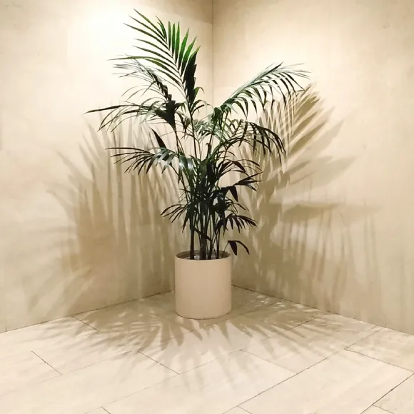 観葉植物のイメージ